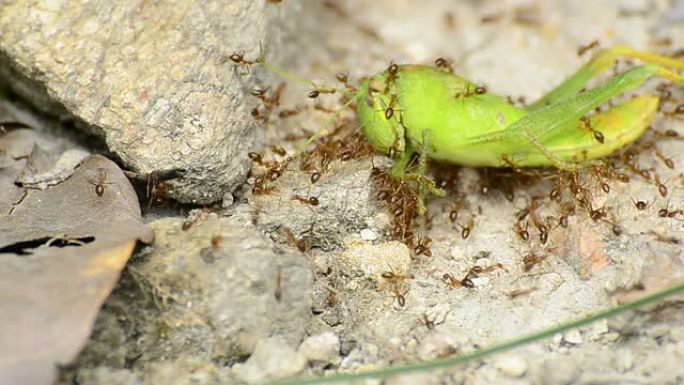 蚂蚁吃蚱蜢