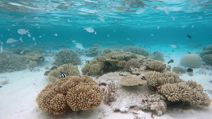马尔代夫热带珊瑚礁