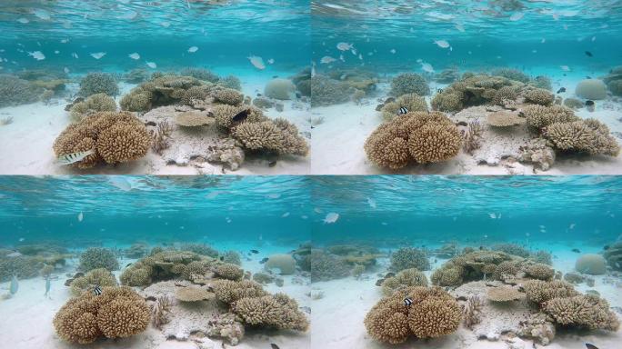 马尔代夫热带珊瑚礁