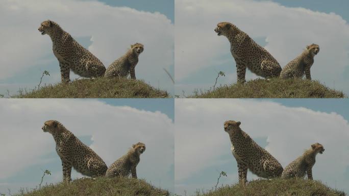 猎豹猎豹狩猎捕食野生动物生物