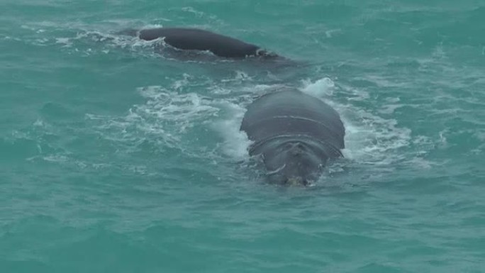 鲸鱼鲸鱼大海海面喷水