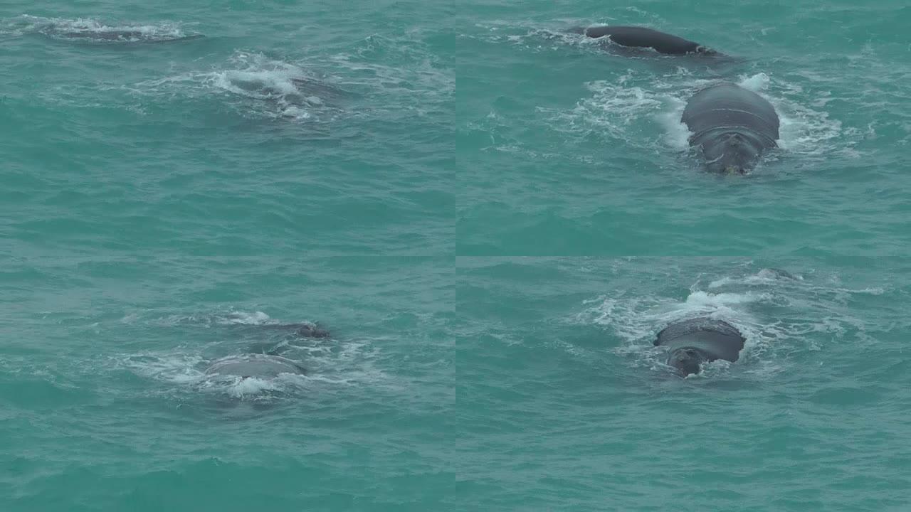 鲸鱼鲸鱼大海海面喷水