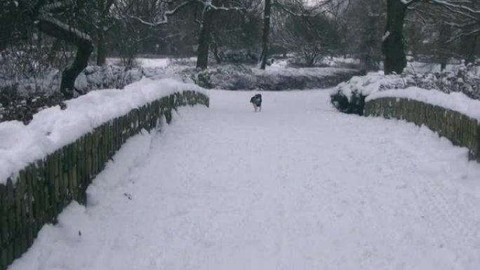 雪地探险雪地探险小狗