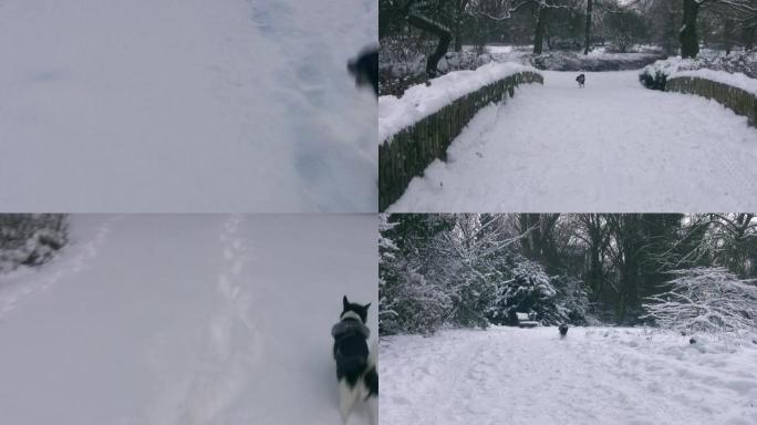 雪地探险雪地探险小狗