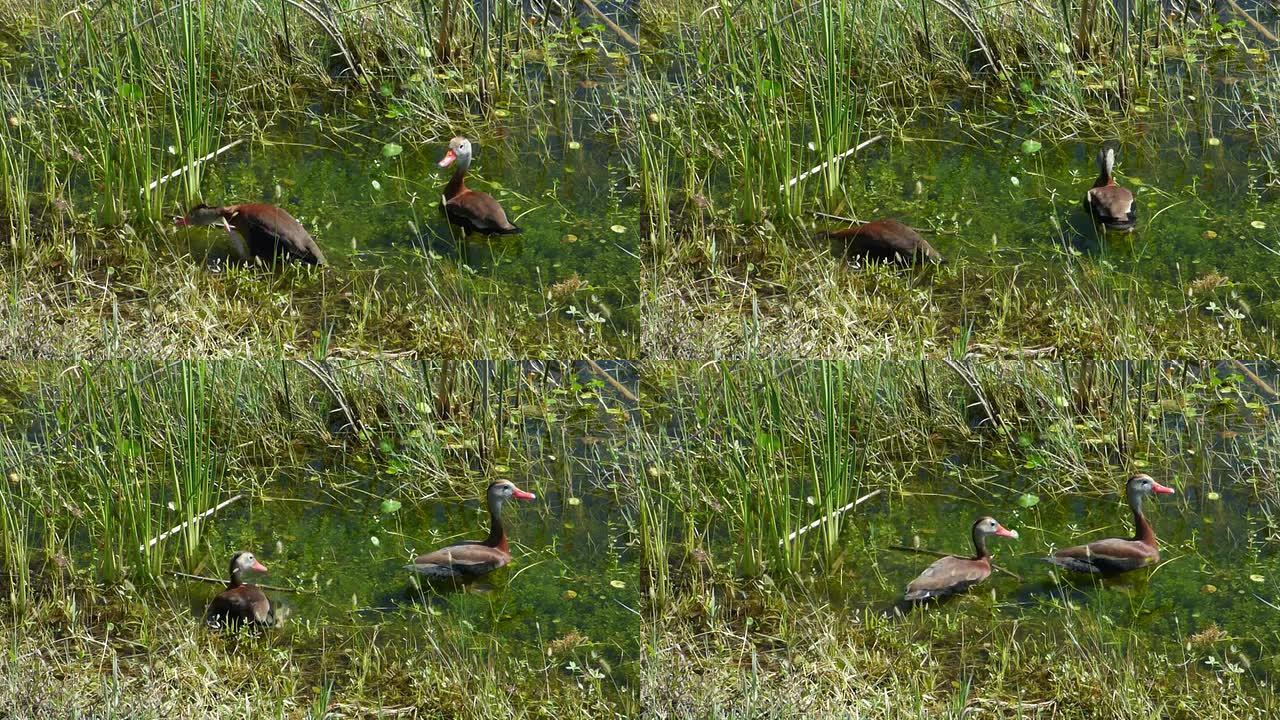 在充满自然声音的湿地中，两只带有橙色喙的吹口哨鸭子在清澈的绿色水中涉水