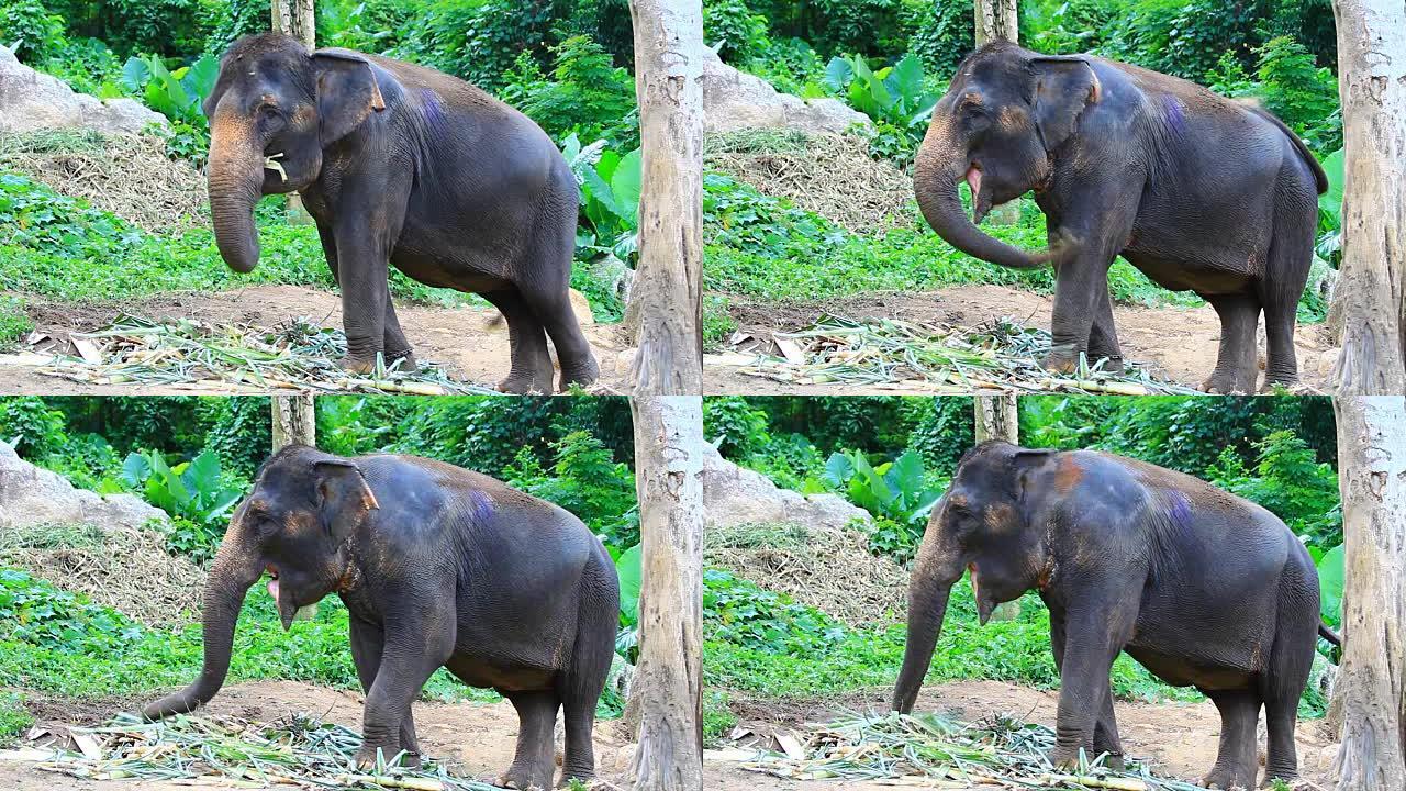 亚洲象吃草亚洲象野象视频素材