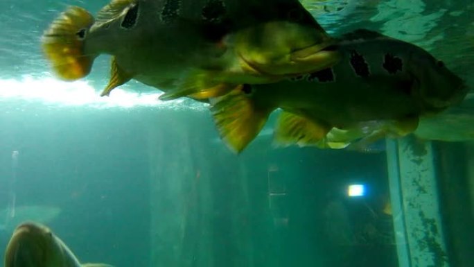 水中的鱼水族箱观赏鱼一群鱼