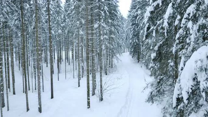 穿过白雪皑皑的森林的人行道