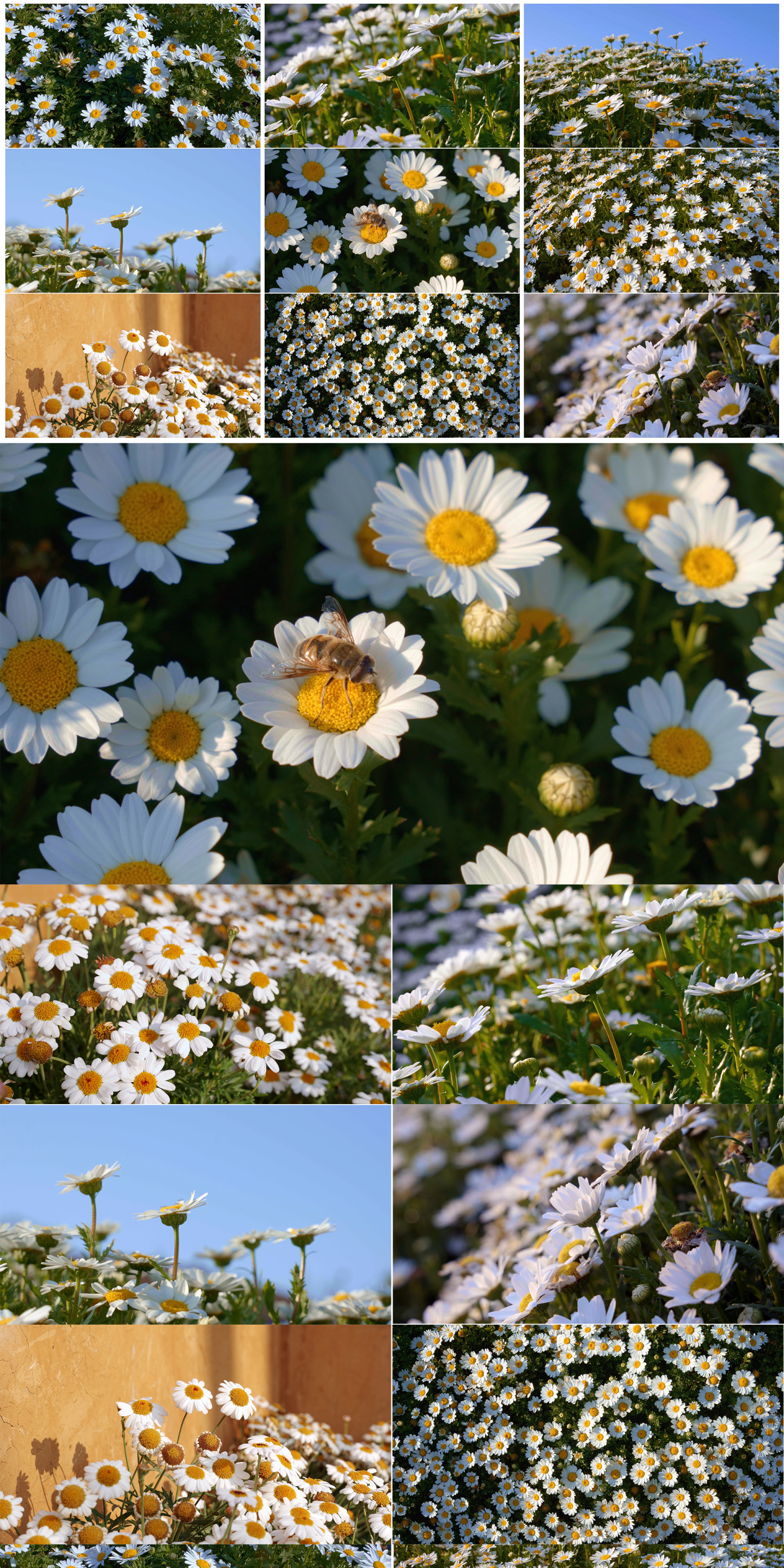 春天阳光下盛开的白色小雏菊