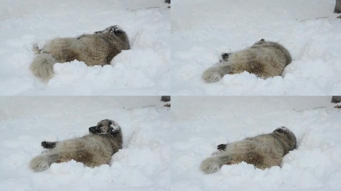 流浪狗和下雪