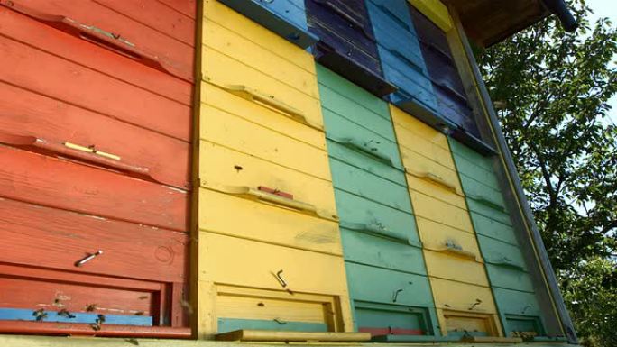 高清: 涂有活跃蜜蜂的木制蜂箱