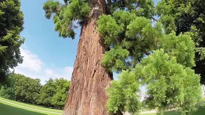公园里的巨型老红杉