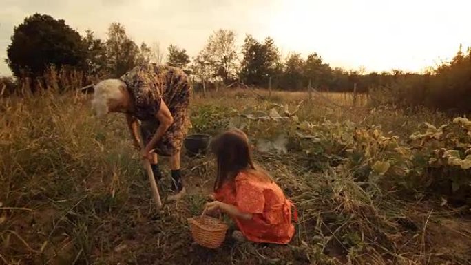 一个小女孩向祖母学习如何摘土豆。真人，农村场景，。镜头光斑，不寻常的角度，GoPro。