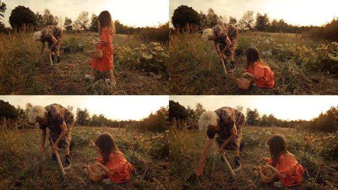 一个小女孩向祖母学习如何摘土豆。真人，农村场景，。镜头光斑，不寻常的角度，GoPro。