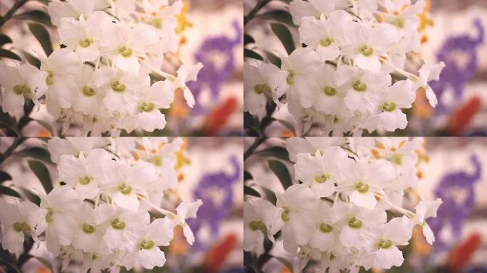 美丽的白色兰花