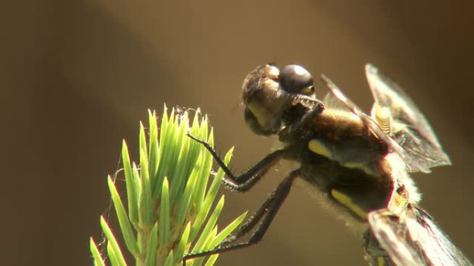 蜻蜓眼ECU蜻蜓眼