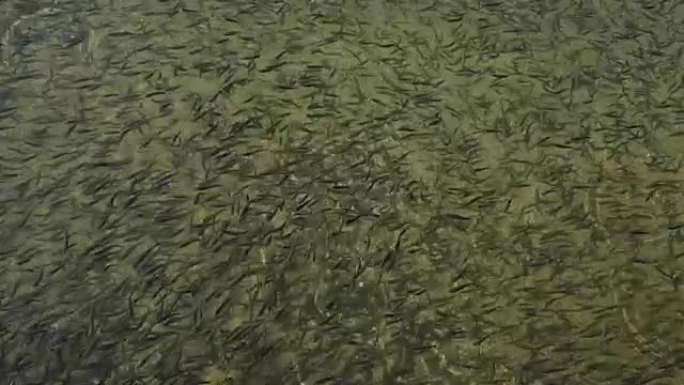 孵化场的鱼-鳟鱼