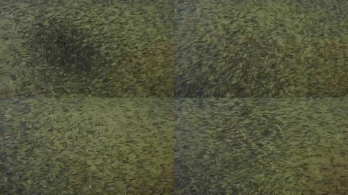 孵化场的鱼-鳟鱼