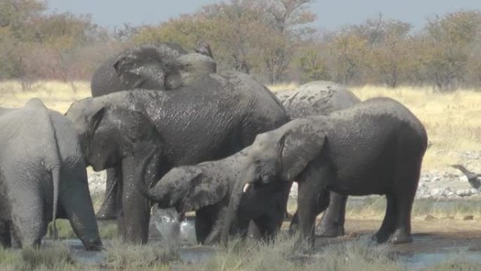 大象南部非洲大象、