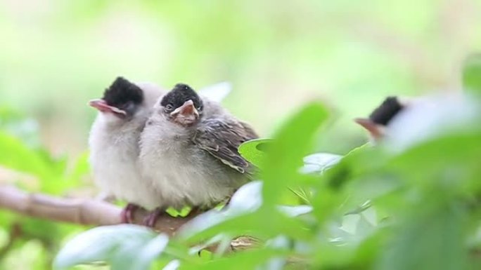 等待妈妈的小鸟宝宝