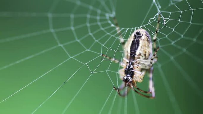 ﻿网络蜘蛛，宏蜘蛛结网特写实拍素材