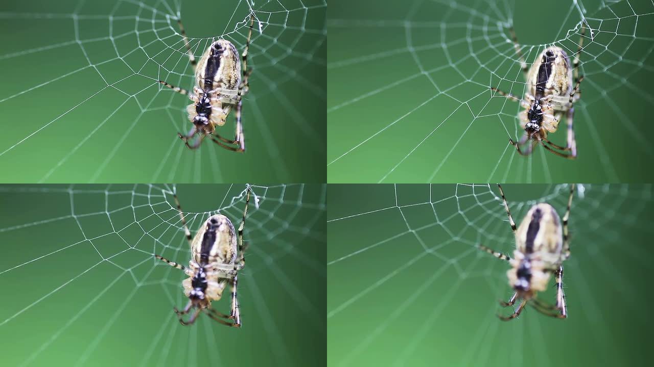 ﻿网络蜘蛛，宏蜘蛛结网特写实拍素材