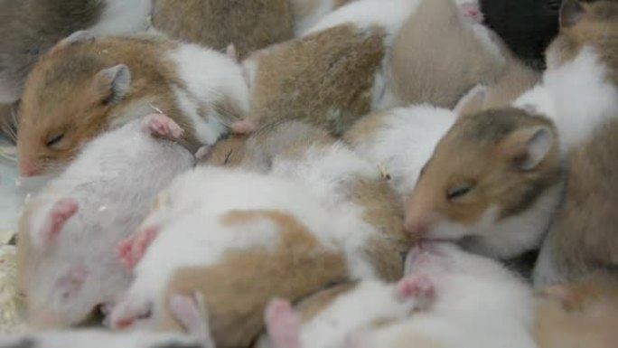 在泰国的一家宠物店里，许多年轻的仓鼠老鼠白棕色和黑色一起睡觉。