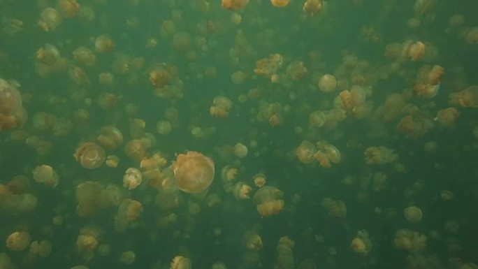 水母湖,浮潜,帛琉