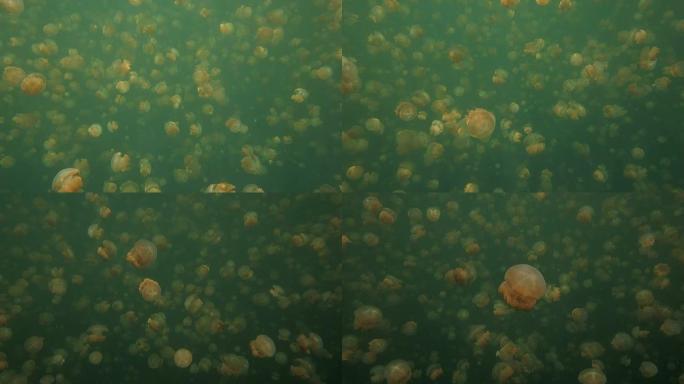 水母湖,浮潜,帛琉