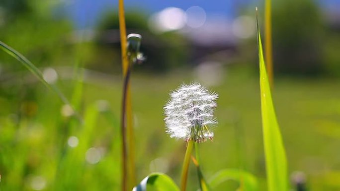 派雷内斯大草原上的蒲公英田