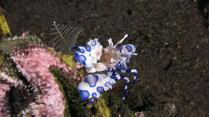 丑角虾吃海星