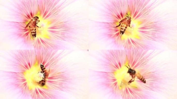 蜜蜂身上的花粉蜜蜂身上的花粉