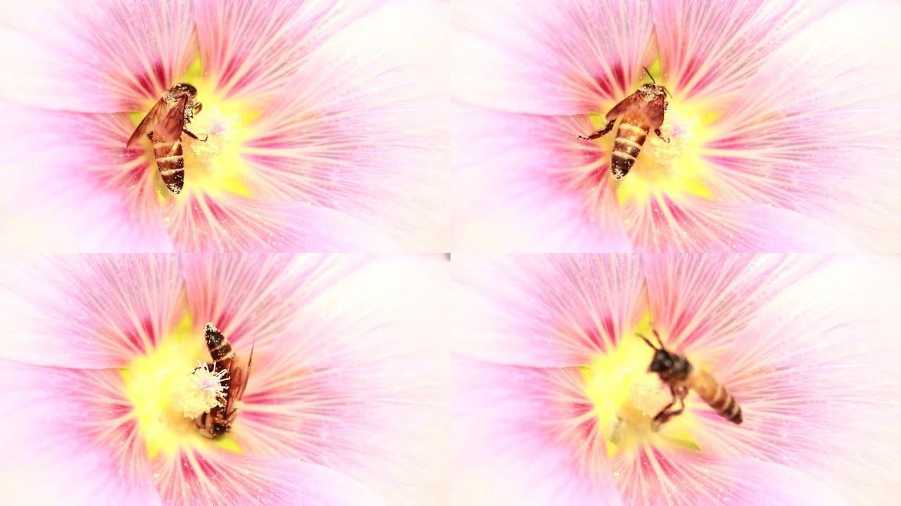 蜜蜂身上的花粉蜜蜂身上的花粉