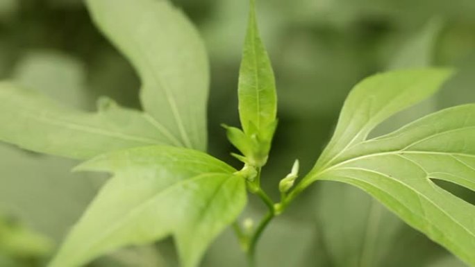 萌芽植物绿植唯美绿色