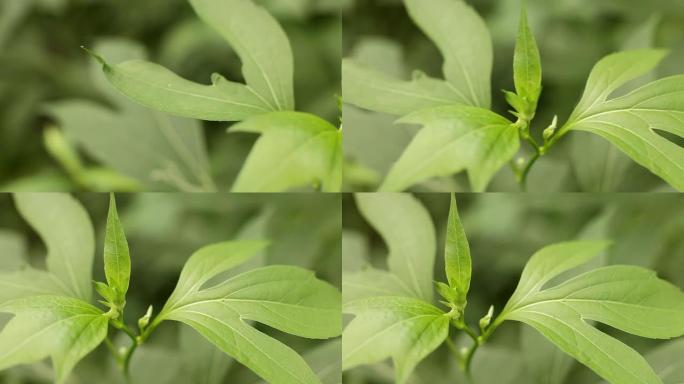 萌芽植物绿植唯美绿色