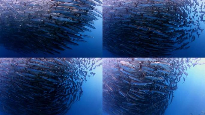 巴拉库达学校深水鱼鱼群穿梭寂静深海