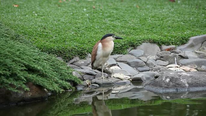 南昆或Rufus Night Heron