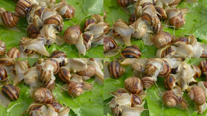 蜗牛在葡萄叶子上