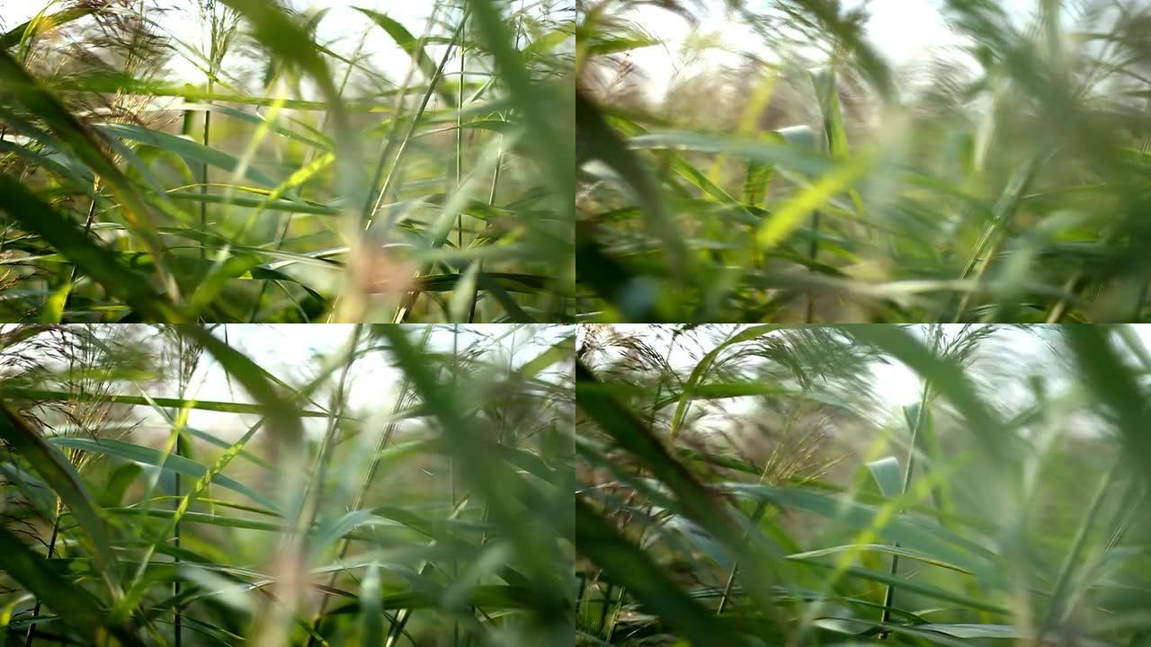 绿草在风中摇曳绿草在风中摇曳小草