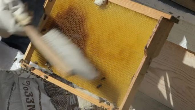 使用动物刷的男子动物刷的男子蜜蜂蜂蜜