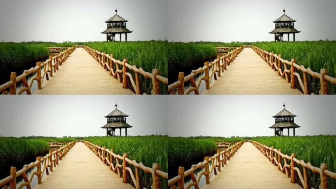 中国的黄河湿地