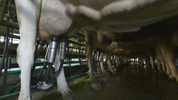 现代奶牛场畜牧业挤奶养牛农场