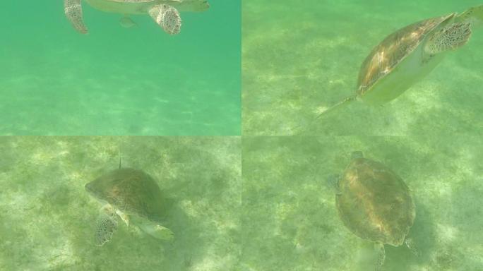 乌龟游到海面乌龟鱼群海洋大海野生动物