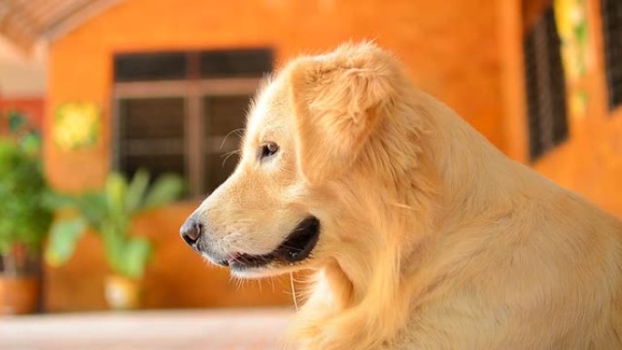 饥饿的金毛猎犬