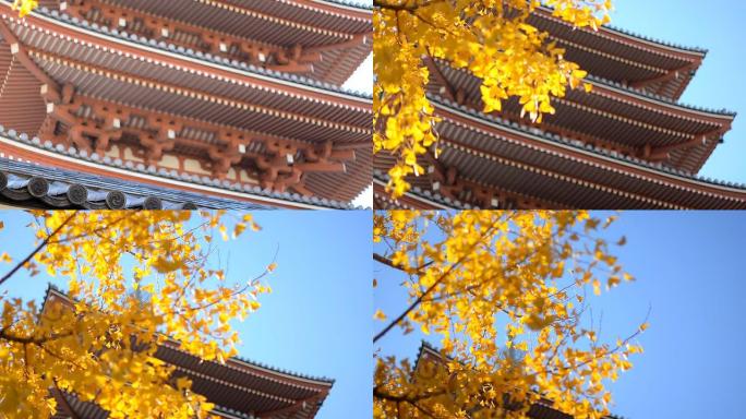 秋天寺庙里的树秋季秋景黄叶枯黄古建筑