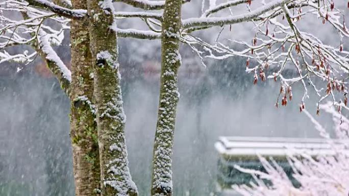 白雪皑皑的森林白雪皑皑的森林下雪