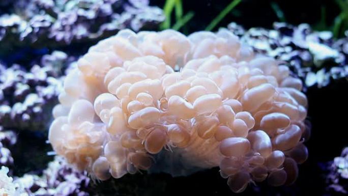 泡沫珊瑚