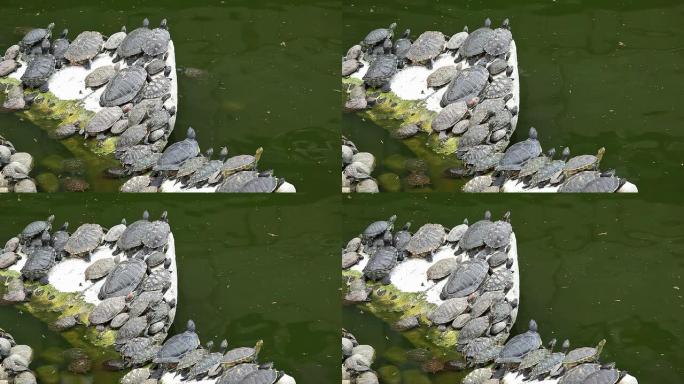 池塘岩石上的乌龟池塘岩石上的乌龟