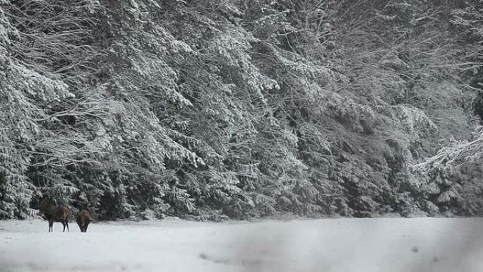 鹿雪林雪景冰天小鹿