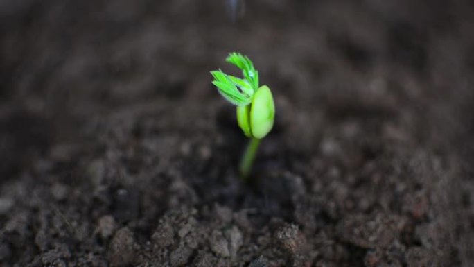 绿芽上的雨滴绿芽上的雨滴下雨生根发芽